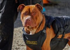 Federico, el pitbull que encontró una segunda oportunidad y se incorporó a la Policía Federal